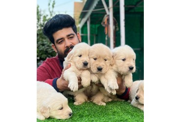 Raising Dogs Right: Inside the World of Ethical Breeding with Aakash Chopra